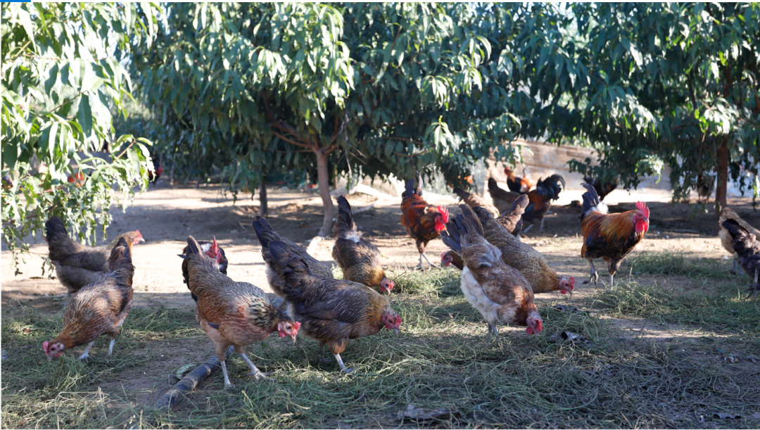 SS:网站文件：20220407150553387861.png；原始文件：640 (1).png