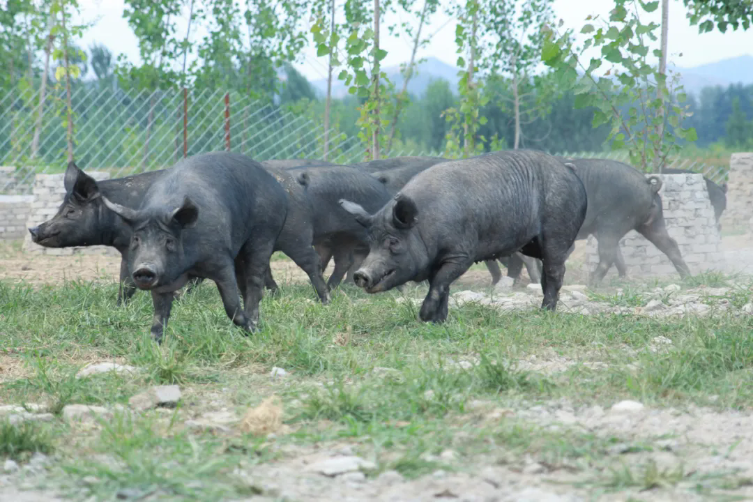 SS:网站文件：20250427102941283627.png；原始文件：640.webp (7).png